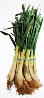 Calçots